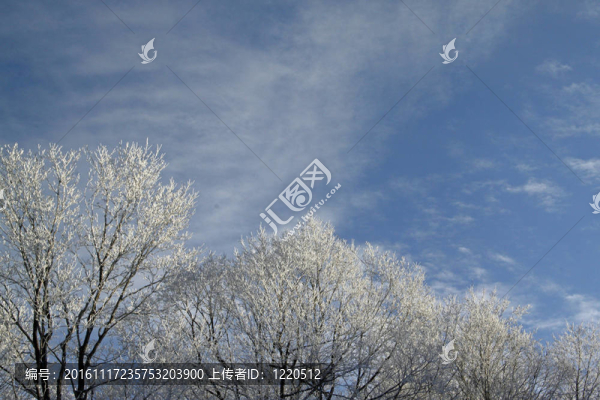 雪白的樹頂2