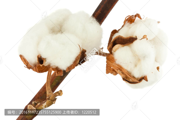 隨著鈴棉廠