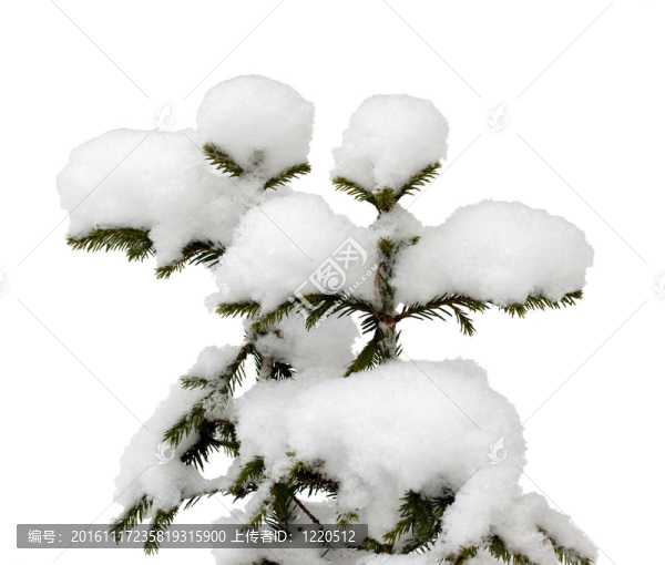 兩棵小圣誕樹在雪中隔絕
