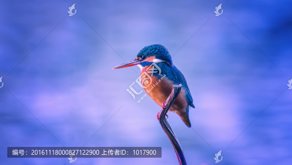 翠鳥