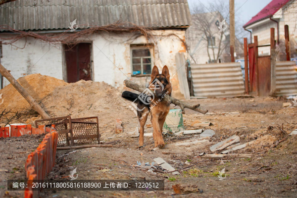 德國牧羊犬是一種日志