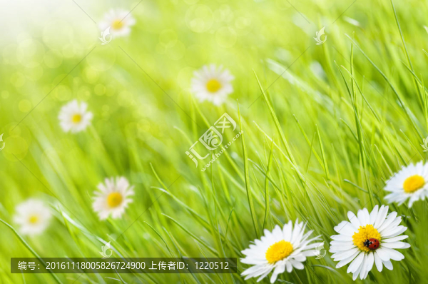 雛菊花和草的背景一個瓢蟲；這是一個陽光燦爛的日子-圖像模糊的左側空間復制