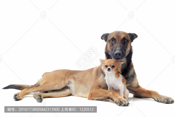 奇瓦瓦和馬犬小狗