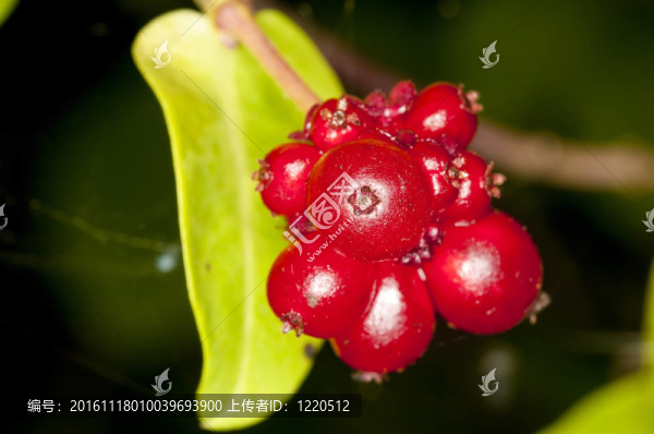 中藥金銀花