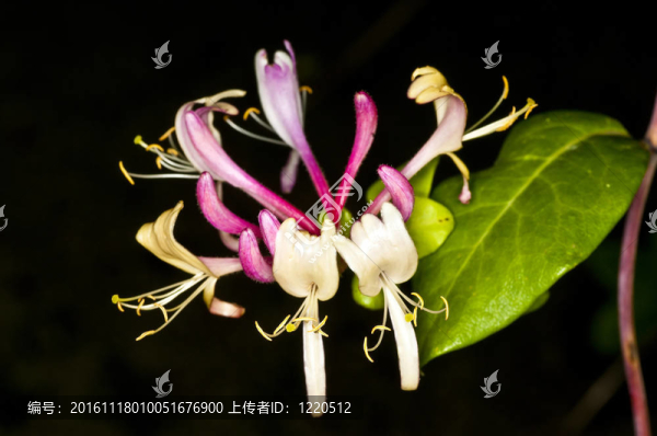 中藥金銀花