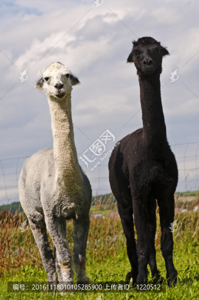 羊駝；Vicuna,pacos