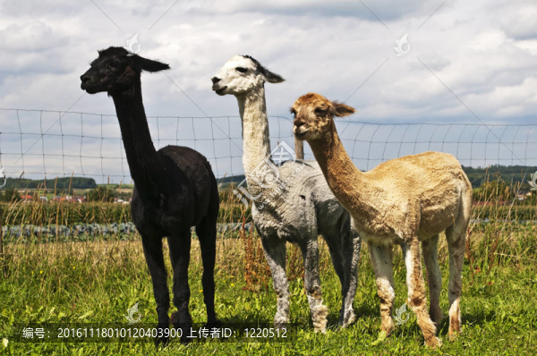 羊駝；Vicuna,pacos