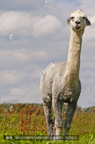 羊駝；Vicuna,pacos