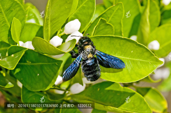 木匠蜂；Xylocopa,violacea,L.