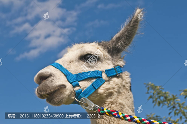 羊駝；Vicugna,pacos
