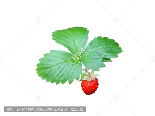 草莓特寫有綠色的葉子