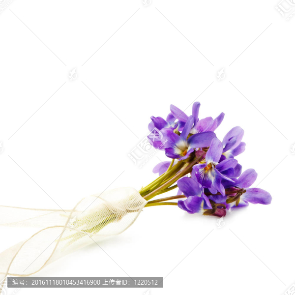 把Viola孤立在白色
