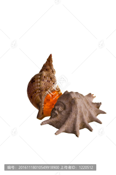 白色貝殼