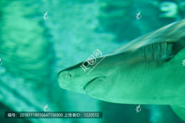 深水鯊魚游泳