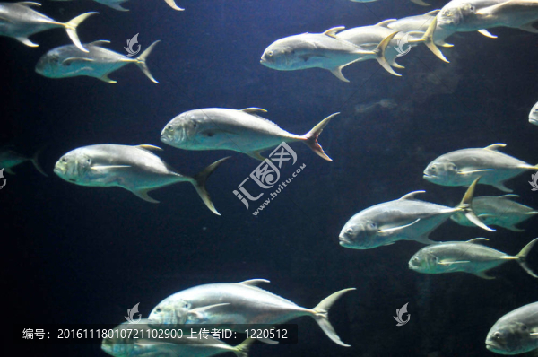 深藍(lán)色水里的魚庫