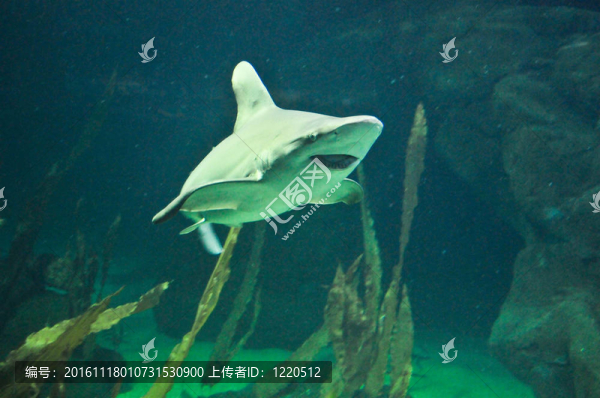 深藍(lán)色水中的鯊魚