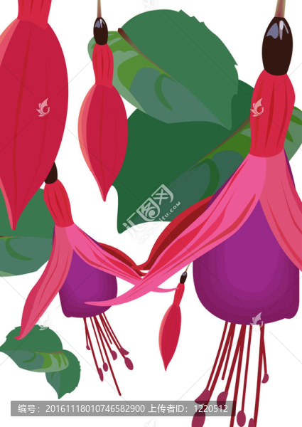 求購(gòu)花-匯圖網(wǎng) www.fosd68.com 求購(gòu)花