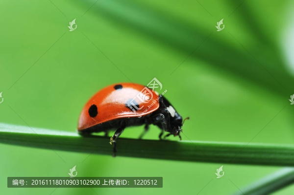 瓢蟲在草