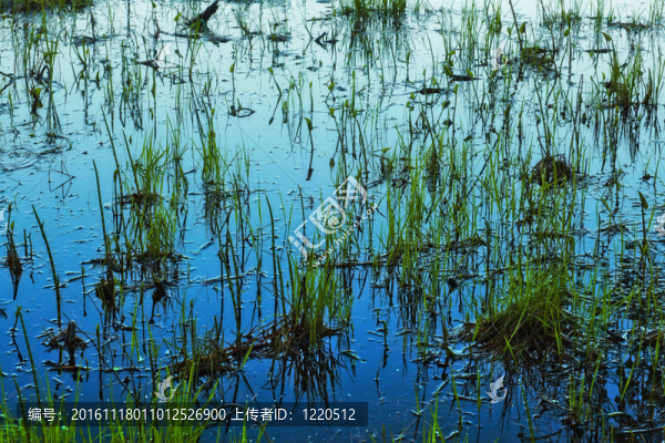 草水