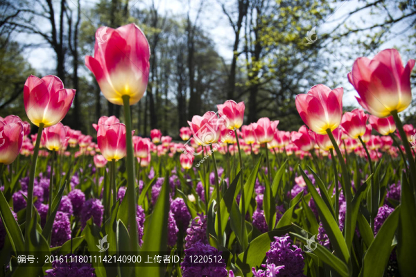 春天的花園