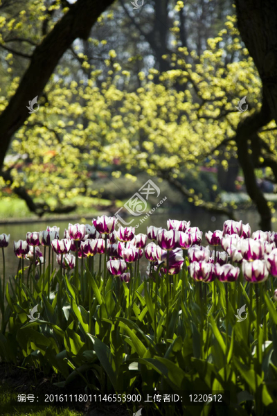 春天的花園