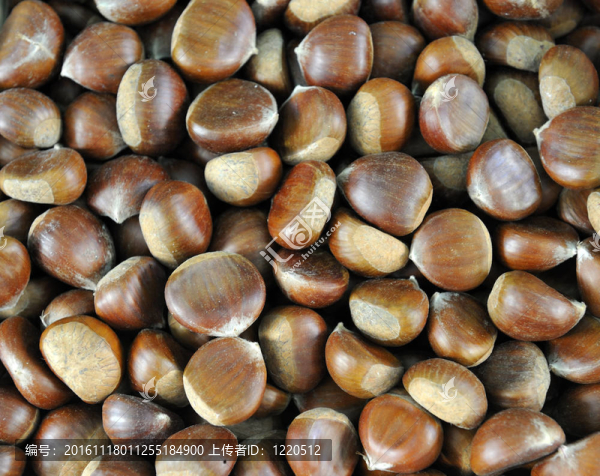 板栗（Castanea,sativa）