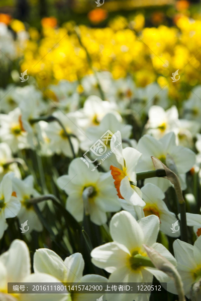 雛菊花-匯圖網(wǎng) www.fosd68.com 雛菊花