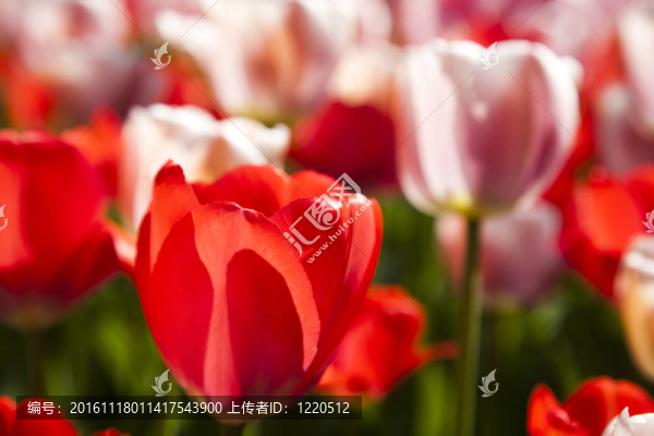 郁金香；色彩背景