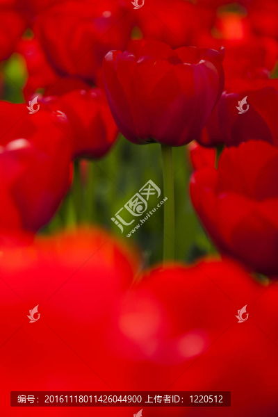 春天的花園