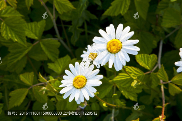 在早晨閑逛美麗的雛菊
