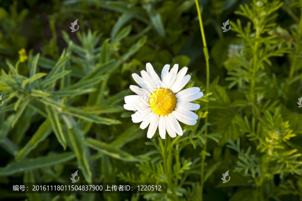 在早晨閑逛美麗的雛菊