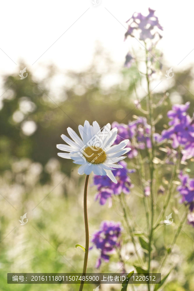 在早晨閑逛美麗的雛菊