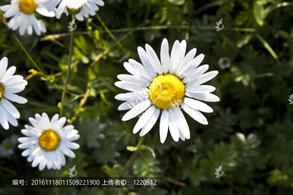 在晨光中美麗的雛菊