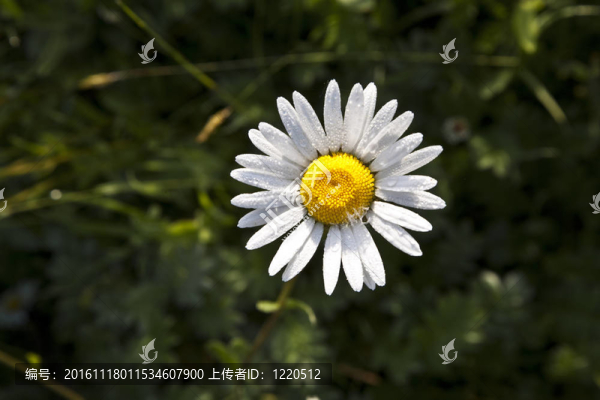 在早晨閑逛美麗的雛菊