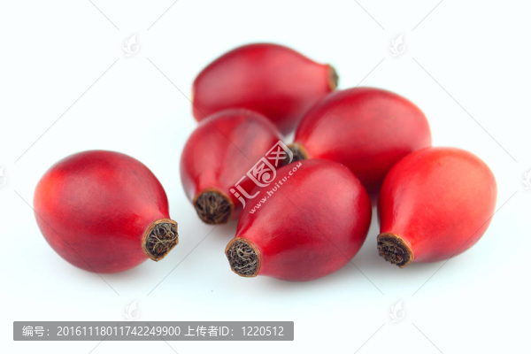 狗薔薇-匯圖網(wǎng) www.fosd68.com 狗薔薇