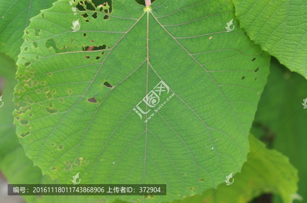綠色植物