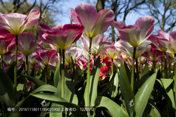春天的花園
