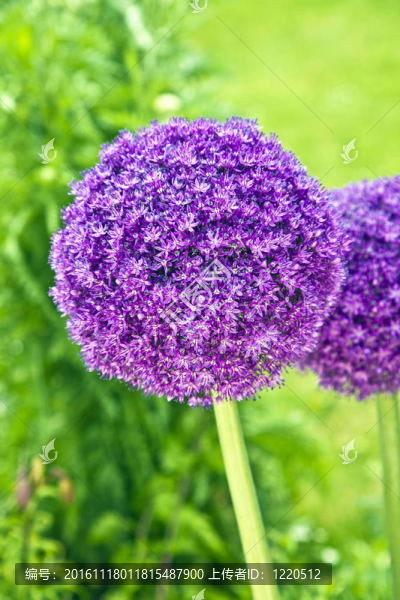 花園里的美麗的花-匯圖網(wǎng) www.fosd68.com 花園里的美麗的花