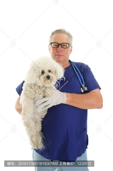 獸醫(yī)用比熊犬