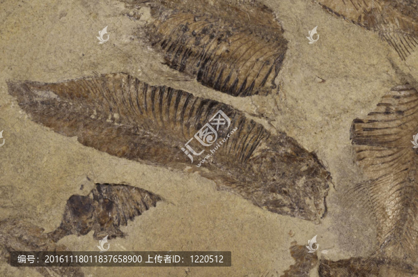 在床上砂巖化石魚(yú)