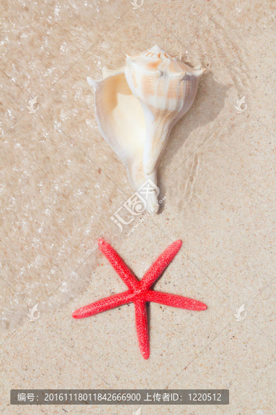 在白沙海灘的貝殼和海星