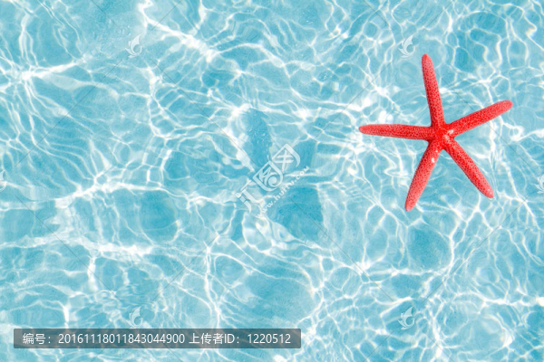 綠松石沙灘上漂浮的紅海星