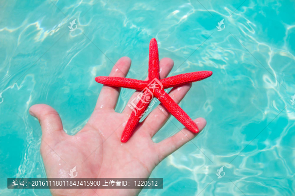 人的手上的紅色海星
