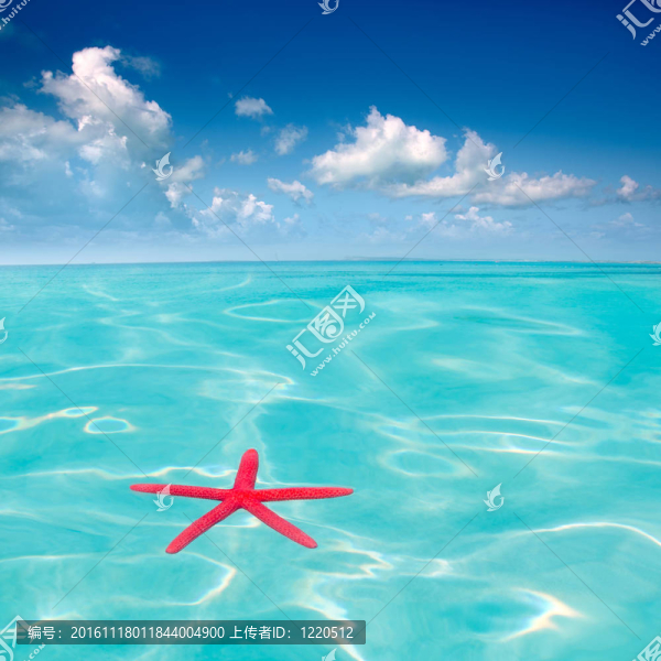 紅海星漂浮在完美的熱帶海洋