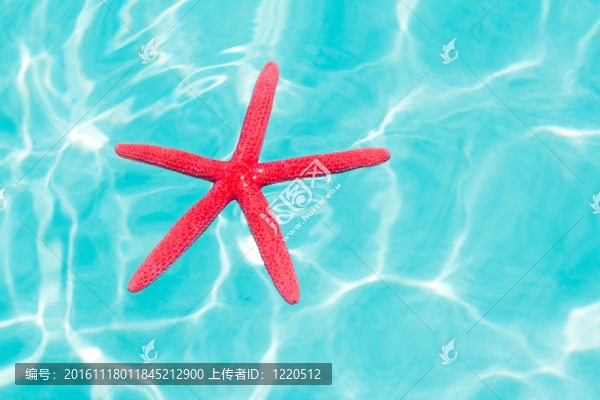 紅海星漂浮在完美的熱帶海洋