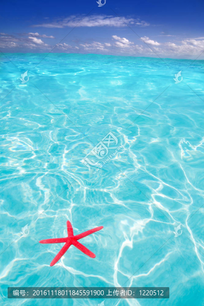 海星作為熱帶海灘的夏日象征