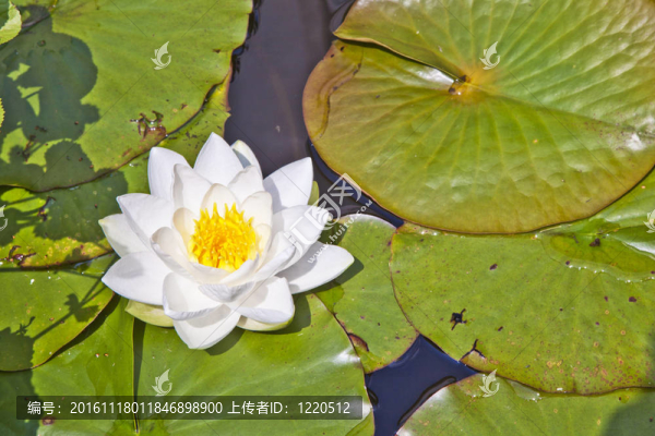 日本白蓮花水百合