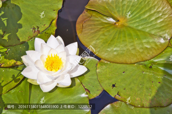 日本白蓮花水百合