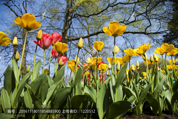 花