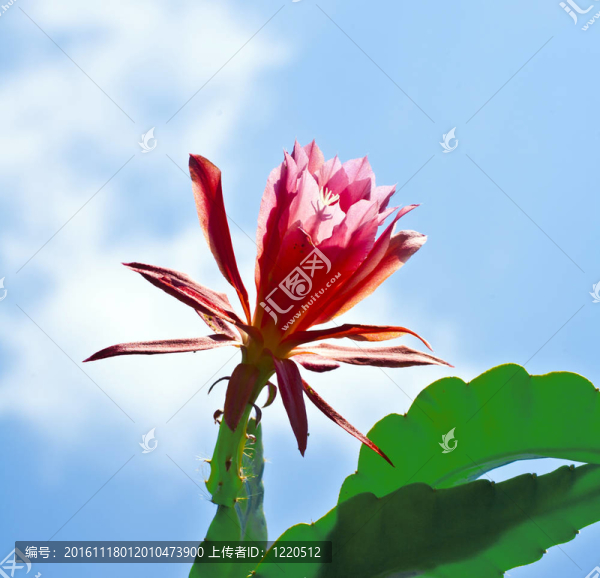 美麗盛開的仙人掌的細(xì)節(jié)